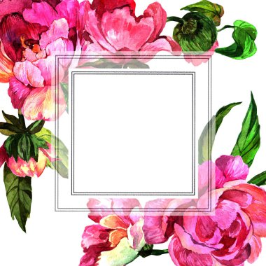 Sulu boya pembe şakayık çiçeği. Botanik çiçek. Çerçeve kenarlığı süsleme Meydanı. Arka plan, doku, sarıcı desen, çerçeve veya kenarlık için Aquarelle kır çiçeği.