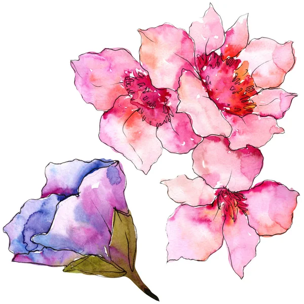 Gardania Roz Violet Flori Botanice Florale Element Izolat Ilustrație Aquarelle — Fotografie, imagine de stoc