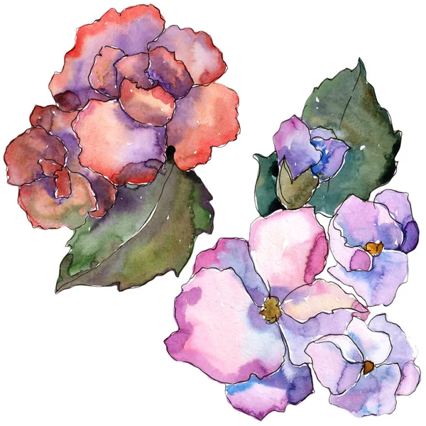 Garderie Rose Violette Fleur Botanique Florale Élément Illustration Isolé Aquarelle — Photo