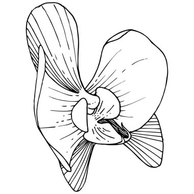 Orkide çiçek izole bir vektör tarzı. Bitki tam adı: orkide. Arka plan, doku, sarıcı desen, çerçeve veya kenarlık için vektör çiçek.