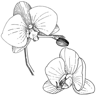 Orkide çiçek izole bir vektör tarzı. Bitki tam adı: orkide. Arka plan, doku, sarıcı desen, çerçeve veya kenarlık için vektör çiçek.