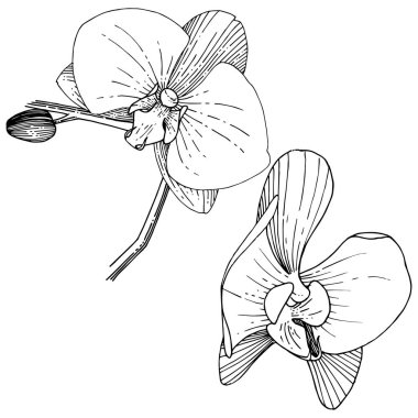 Orkide çiçek izole bir vektör tarzı. Bitki tam adı: orkide. Arka plan, doku, sarıcı desen, çerçeve veya kenarlık için vektör çiçek.