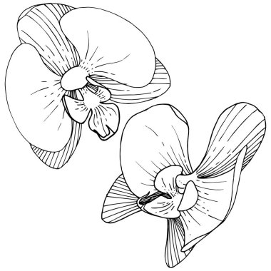 Orkide çiçek izole bir vektör tarzı. Bitki tam adı: orkide. Arka plan, doku, sarıcı desen, çerçeve veya kenarlık için vektör çiçek.