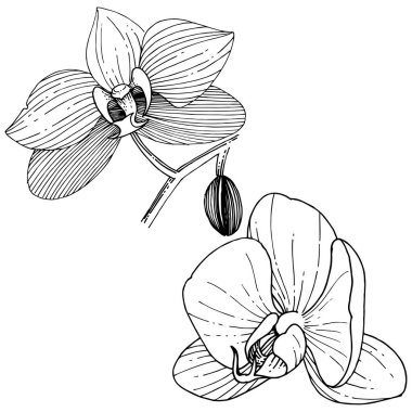 Orkide çiçek izole bir vektör tarzı. Bitki tam adı: orkide. Arka plan, doku, sarıcı desen, çerçeve veya kenarlık için vektör çiçek.