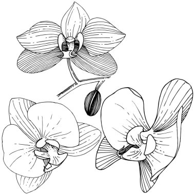 Orkide çiçek izole bir vektör tarzı. Bitki tam adı: orkide. Arka plan, doku, sarıcı desen, çerçeve veya kenarlık için vektör çiçek.