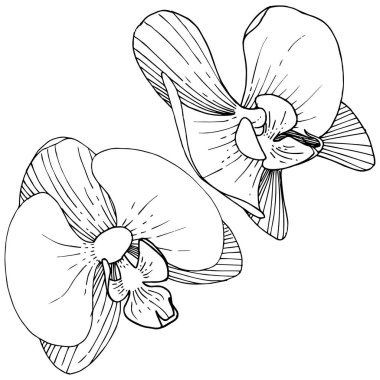 Orkide çiçek izole bir vektör tarzı. Bitki tam adı: orkide. Arka plan, doku, sarıcı desen, çerçeve veya kenarlık için vektör çiçek.