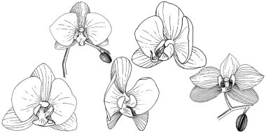 Orkide çiçek izole bir vektör tarzı. Bitki tam adı: orkide. Arka plan, doku, sarıcı desen, çerçeve veya kenarlık için vektör çiçek.