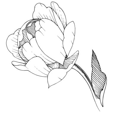 Şakayık izole bir vektör tarzı. Bitki tam adı: şakayık. Arka plan, doku, sarıcı desen, çerçeve veya kenarlık için vektör çiçek.