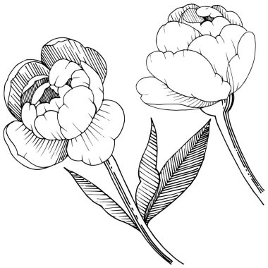 Şakayık izole bir vektör tarzı. Bitki tam adı: şakayık. Arka plan, doku, sarıcı desen, çerçeve veya kenarlık için vektör çiçek.