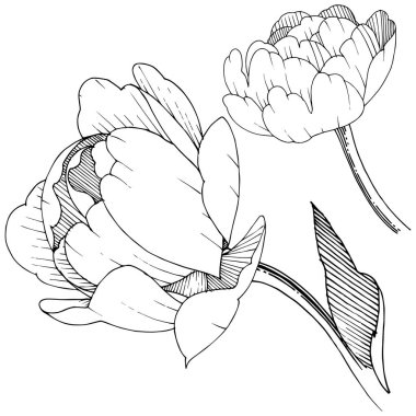 Şakayık izole bir vektör tarzı. Bitki tam adı: şakayık. Arka plan, doku, sarıcı desen, çerçeve veya kenarlık için vektör çiçek.