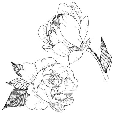 Şakayık izole bir vektör tarzı. Bitki tam adı: şakayık. Arka plan, doku, sarıcı desen, çerçeve veya kenarlık için vektör çiçek.