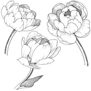 Şakayık izole bir vektör tarzı. Bitki tam adı: şakayık. Arka plan, doku, sarıcı desen, çerçeve veya kenarlık için vektör çiçek.