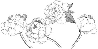 Şakayık izole bir vektör tarzı. Bitki tam adı: şakayık. Arka plan, doku, sarıcı desen, çerçeve veya kenarlık için vektör çiçek.