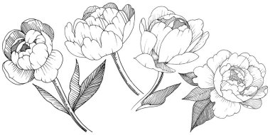 Şakayık izole bir vektör tarzı. Bitki tam adı: şakayık. Arka plan, doku, sarıcı desen, çerçeve veya kenarlık için vektör çiçek.