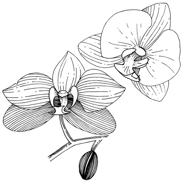 Fleur Orchidée Dans Style Vectoriel Isolé Nom Complet Plante Orchidée — Image vectorielle