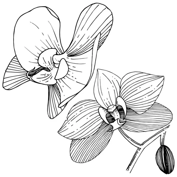 Fiore Del Orchid Uno Stile Del Vettore Isolato Nome Completo — Vettoriale Stock