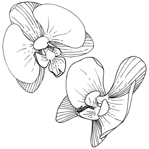 Flor Orquídea Estilo Vectorial Aislado Nombre Completo Planta Orquídea Flor — Archivo Imágenes Vectoriales