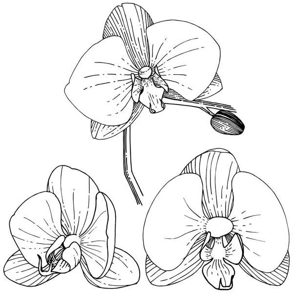 Flor Orquídea Estilo Vectorial Aislado Nombre Completo Planta Orquídea Flor — Archivo Imágenes Vectoriales