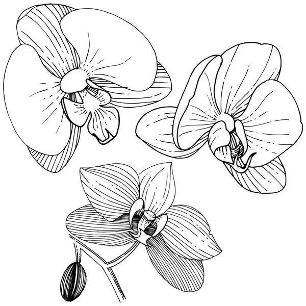 Fiore Del Orchid Uno Stile Del Vettore Isolato Nome Completo — Vettoriale Stock