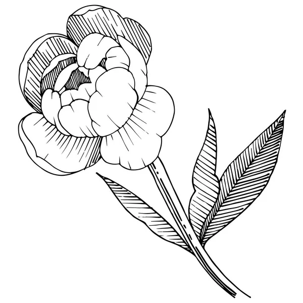 Peonía Estilo Vectorial Aislado Nombre Completo Planta Peony Flor Vectorial — Vector de stock