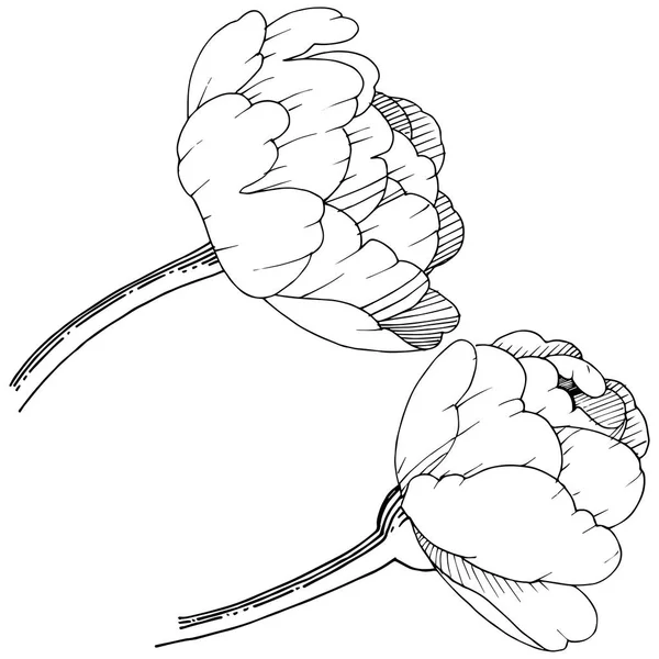 Peonía Estilo Vectorial Aislado Nombre Completo Planta Peony Flor Vectorial — Vector de stock