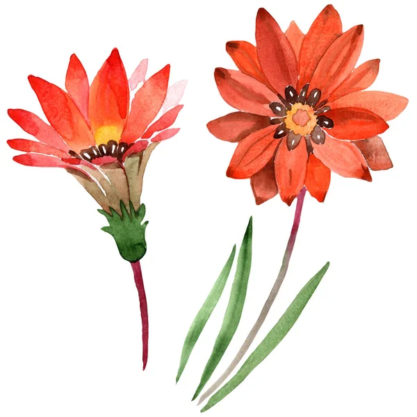 Sulu Boya Turuncu Gazania Çiçekler Botanik Çiçek Zole Illüstrasyon Öğesi — Stok fotoğraf