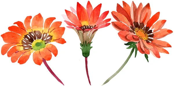 Akvarell Orange Gazania Blommor Blommig Botaniska Blomma Isolerade Illustration Element — Stockfoto