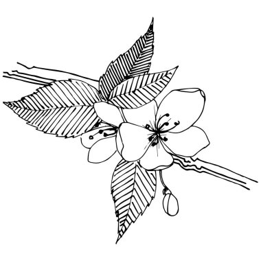 Apple bloom izole bir vektör tarzı. Bitki tam adı: Apple bloom. Arka plan, doku, sarıcı desen, çerçeve veya kenarlık için vektör çiçek.