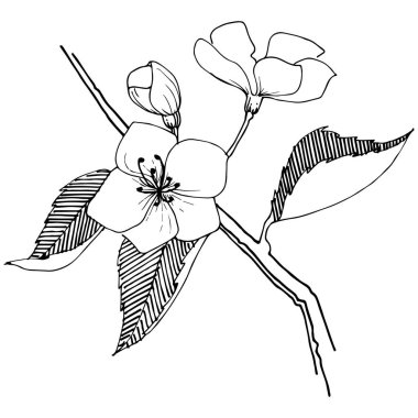 Apple bloom izole bir vektör tarzı. Bitki tam adı: Apple bloom. Arka plan, doku, sarıcı desen, çerçeve veya kenarlık için vektör çiçek.