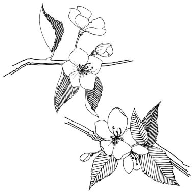 Apple bloom izole bir vektör tarzı. Bitki tam adı: Apple bloom. Arka plan, doku, sarıcı desen, çerçeve veya kenarlık için vektör çiçek.
