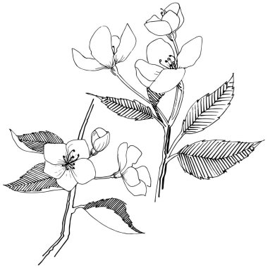 Apple bloom izole bir vektör tarzı. Bitki tam adı: Apple bloom. Arka plan, doku, sarıcı desen, çerçeve veya kenarlık için vektör çiçek.