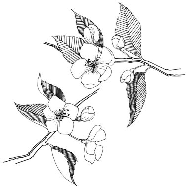 Apple bloom izole bir vektör tarzı. Bitki tam adı: Apple bloom. Arka plan, doku, sarıcı desen, çerçeve veya kenarlık için vektör çiçek.