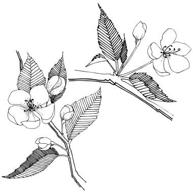 Apple bloom izole bir vektör tarzı. Bitki tam adı: Apple bloom. Arka plan, doku, sarıcı desen, çerçeve veya kenarlık için vektör çiçek.