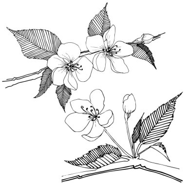 Apple bloom izole bir vektör tarzı. Bitki tam adı: Apple bloom. Arka plan, doku, sarıcı desen, çerçeve veya kenarlık için vektör çiçek.