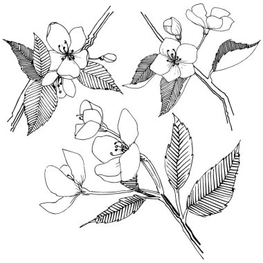 Apple bloom izole bir vektör tarzı. Bitki tam adı: Apple bloom. Arka plan, doku, sarıcı desen, çerçeve veya kenarlık için vektör çiçek.