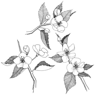 Apple bloom izole bir vektör tarzı. Bitki tam adı: Apple bloom. Arka plan, doku, sarıcı desen, çerçeve veya kenarlık için vektör çiçek.