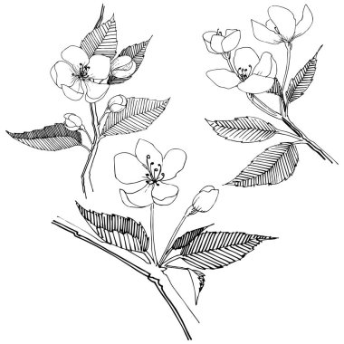 Apple bloom izole bir vektör tarzı. Bitki tam adı: Apple bloom. Arka plan, doku, sarıcı desen, çerçeve veya kenarlık için vektör çiçek.