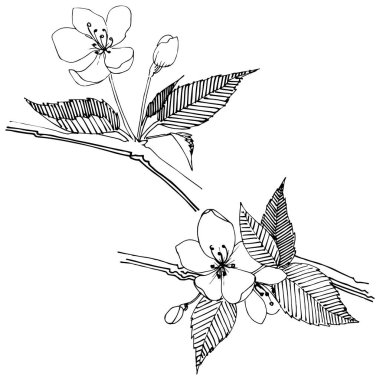 Apple bloom izole bir vektör tarzı. Bitki tam adı: Apple bloom. Arka plan, doku, sarıcı desen, çerçeve veya kenarlık için vektör çiçek.