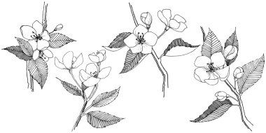 Apple bloom izole bir vektör tarzı. Bitki tam adı: Apple bloom. Arka plan, doku, sarıcı desen, çerçeve veya kenarlık için vektör çiçek.