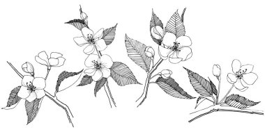 Apple bloom izole bir vektör tarzı. Bitki tam adı: Apple bloom. Arka plan, doku, sarıcı desen, çerçeve veya kenarlık için vektör çiçek.