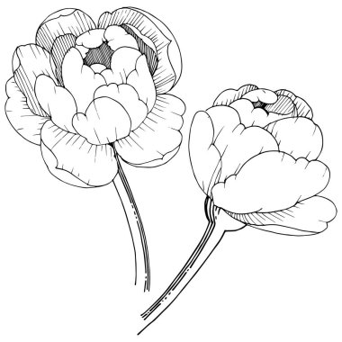 Şakayık izole bir vektör tarzı. Bitki tam adı: şakayık. Arka plan, doku, sarıcı desen, çerçeve veya kenarlık için vektör çiçek.