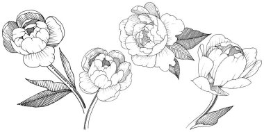 Şakayık izole bir vektör tarzı. Bitki tam adı: şakayık. Arka plan, doku, sarıcı desen, çerçeve veya kenarlık için vektör çiçek.