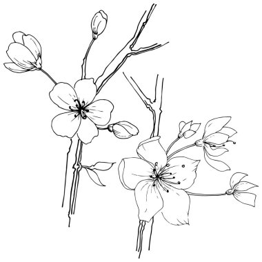 Kır çiçeği sakura çiçek, izole bir vektör tarzı. Bitki tam adı: Sakura bloom. Arka plan, doku, sarıcı desen, çerçeve veya sınır vektör kır çiçeği.