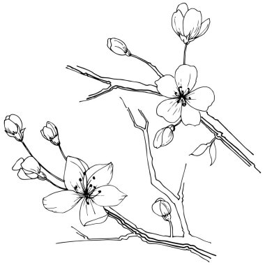 Kır çiçeği sakura çiçek, izole bir vektör tarzı. Bitki tam adı: Sakura bloom. Arka plan, doku, sarıcı desen, çerçeve veya sınır vektör kır çiçeği.