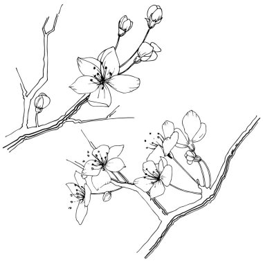 Kır çiçeği sakura çiçek, izole bir vektör tarzı. Bitki tam adı: Sakura bloom. Arka plan, doku, sarıcı desen, çerçeve veya sınır vektör kır çiçeği.