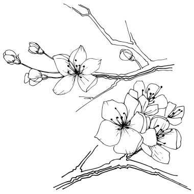 Kır çiçeği sakura çiçek, izole bir vektör tarzı. Bitki tam adı: Sakura bloom. Arka plan, doku, sarıcı desen, çerçeve veya sınır vektör kır çiçeği.