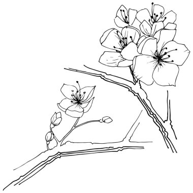 Kır çiçeği sakura çiçek, izole bir vektör tarzı. Bitki tam adı: Sakura bloom. Arka plan, doku, sarıcı desen, çerçeve veya sınır vektör kır çiçeği.