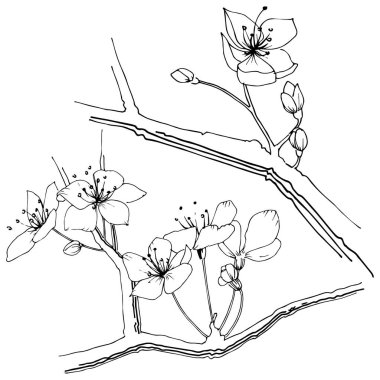 Kır çiçeği sakura çiçek, izole bir vektör tarzı. Bitki tam adı: Sakura bloom. Arka plan, doku, sarıcı desen, çerçeve veya sınır vektör kır çiçeği.