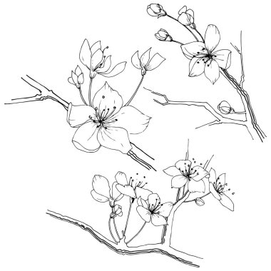 Kır çiçeği sakura çiçek, izole bir vektör tarzı. Bitki tam adı: Sakura bloom. Arka plan, doku, sarıcı desen, çerçeve veya sınır vektör kır çiçeği.