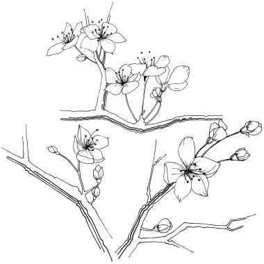 Kır çiçeği sakura çiçek, izole bir vektör tarzı. Bitki tam adı: Sakura bloom. Arka plan, doku, sarıcı desen, çerçeve veya sınır vektör kır çiçeği.